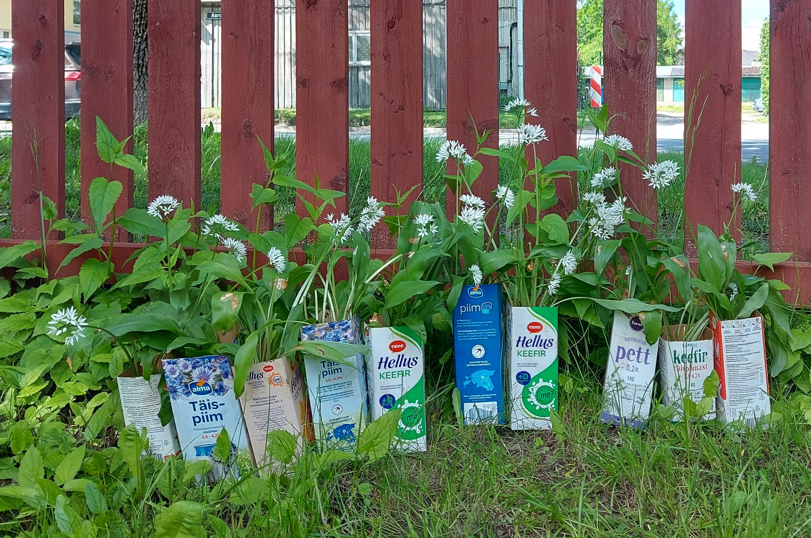 karulaugutaimede jagamine