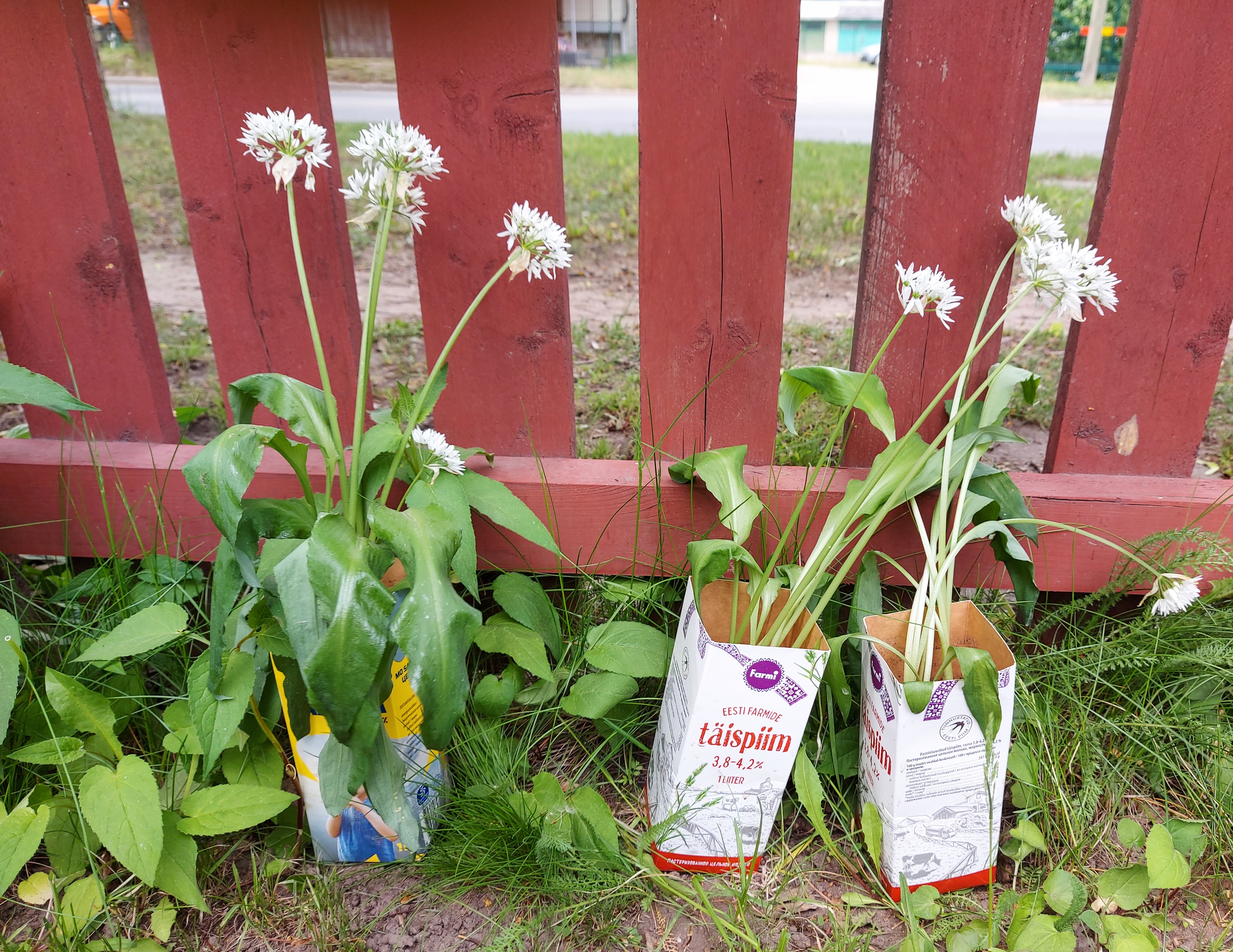 Karulaugutaimed jagamiseks. Foto: Kadri Vider